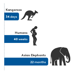 BHS-OBGY-Gestational Period-graphic-300x300-02